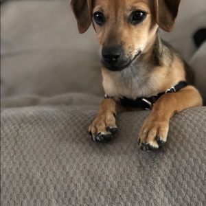 Meet your Posher, Janice